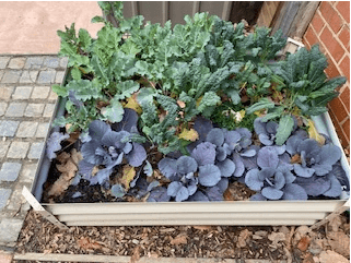 Raised garden bed filled with leafy green and purple vegetables growing outdoors beside a brick wall.